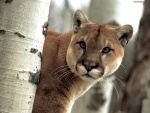 Puma salvaje