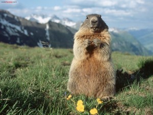 Postal: Marmota alpina