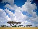 Masai Mara (Kenia)