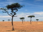 Acacias en Kenia