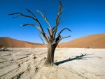 Árbol seco (Parque Nacional Namib-Naukluft)