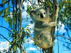 Koala trepando a un eucalipto