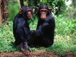 Pareja de chimpancés