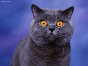Gato negro con ojos de sorpresa