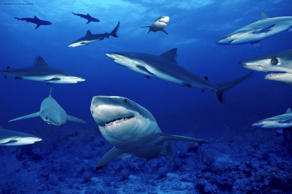 Manada de tiburones