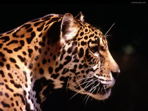 Perfil de leopardo