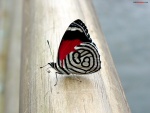 Mariposa rojiblanca