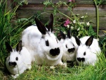 Familia de conejos blancos