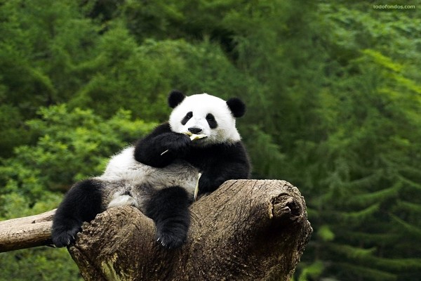 Oso panda sentado en un tronco