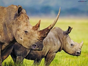 Postal: Rinocerontes