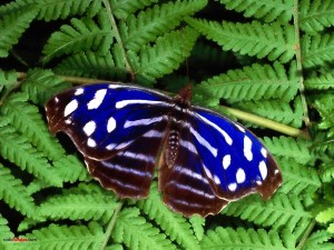 Mariposa azul y blanca sobre helechos