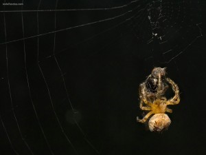 Postal: Araña devorando su presa
