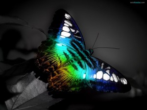 Mariposa de colores fluorescentes