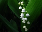 Flores blancas como campanillas