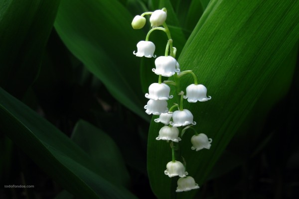 Flores blancas como campanillas (2593)