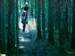 Motocross entre árboles