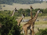 Grupo de jirafas con cebras al fondo