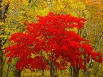 Árbol de hojas rojas