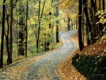 Carretera llena de hojas