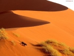 Leopardo sobre la arena del desierto