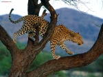 Leopardo subido a un árbol