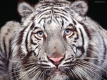 Tigre blanco rallado
