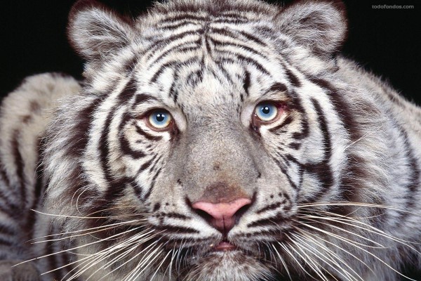 Tigre blanco rallado