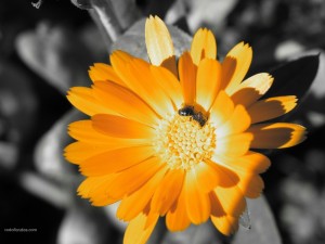 Postal: Insecto volador en una flor amarilla
