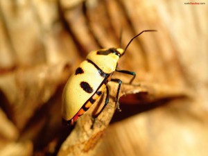 Postal: Escarabajo amarillo