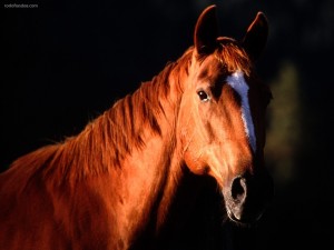 Un caballo mirándote