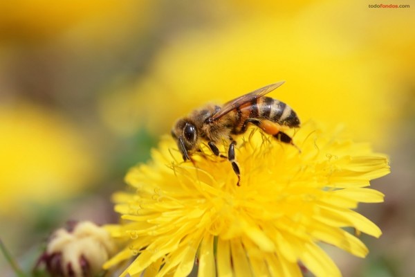 Una abeja sobre una flor amarilla