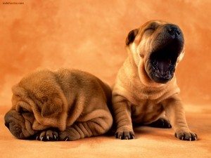 Postal: Perros con mucho sueño