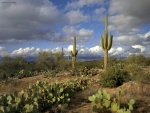 Cactus en el campo
