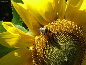 Una abeja en un girasol
