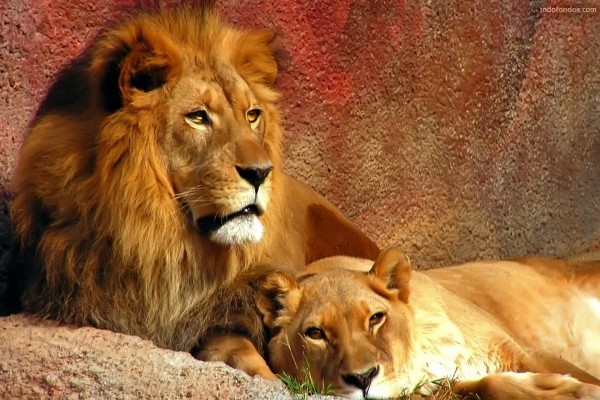 León y leona