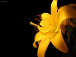 Lilium (Lirio) amarillo