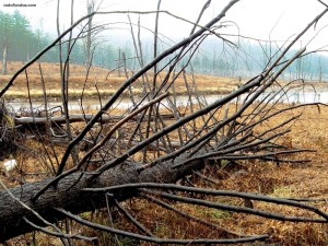 Postal: Árboles muertos en la ribera del río