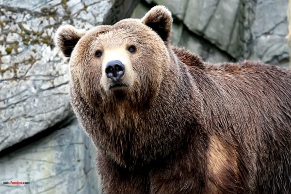 Un oso marrón