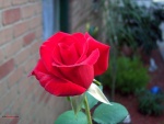 Una rosa roja