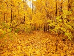 Un bosque de hojas amarillas