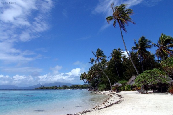 Una playa de arena blanca y altas palmeras