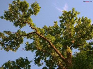 Postal: Las ramas de un árbol elevándose al cielo