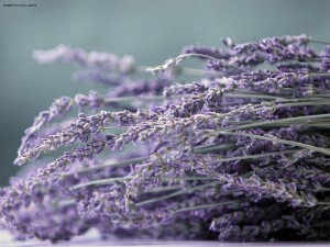Florecillas violetas