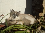 Gato tomando el sol en el jardín