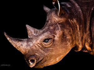 Postal: Rinoceronte