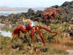 Cangrejos en las Islas Galápagos