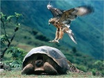 Tortuga gigante de las Galápagos siendo atacada