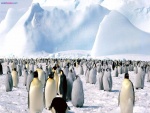 Colonia de pingüinos