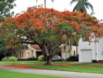 Árbol colorido en una zona residencial
