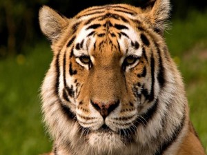 Postal: Cara a cara con un tigre
